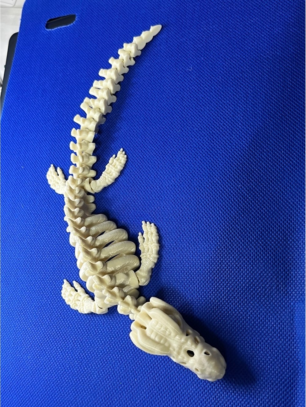 Cool Alligator Skeleton Model - Perfect for Decor or Education!